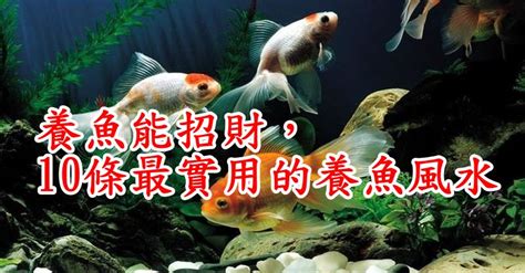 招財魚|養魚能招財，10條最實用的養魚風水（你一定要知道）。